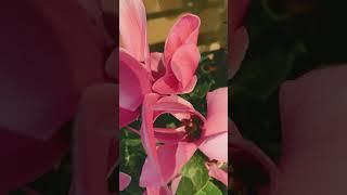 Beautiful Flowers