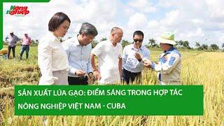 Sản xuất lúa gạo: Điểm sáng trong hợp tác nông nghiệp Việt Nam - Cuba