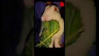 Hear his eating sound  use headphone                      #love #rabbit #shortsvideo #bunny #viral