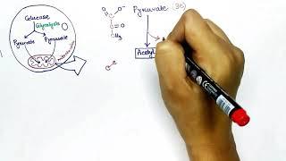 Krebs Cycle Biochemistry English by Snigdha Goswami | Citric acid cycle | Tricarboxylic acid cycle