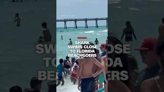 Shark swims close to Florida beachgoers