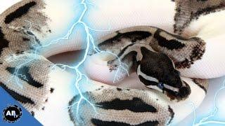 Lightning Ball Python! SnakeBytesTV - Ep. 409