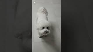 귀염둥이 비숑  콩이의 하루 #강아지 #솜뭉치 #cutedog #도그독