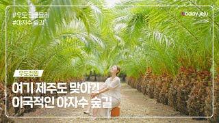 제주의 이국적인 섬 우도정원 야자수숲길 핑크뮬리