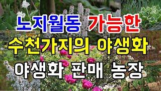 전국 노지월동 야생화 판매 농장 여주자연농원 - 경기도 여주시 세종대왕면 마장로 99-31 (010-7275-7508) #가드닝 #정원관리 #농사