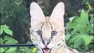 Wild Serval Cat eats Shrimp