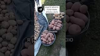 Рассада будет стоять! #вредители#огород#советы#дача