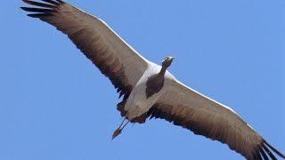 Golden Eagle Arial Battle | Planet Earth | BBC Earth