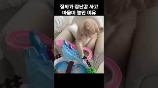 집사가 장난감 사고 마음이 놓인 이유