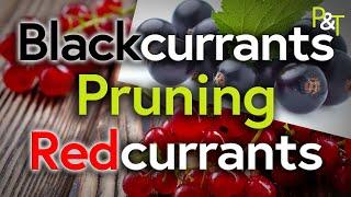 Pruning Blackcurrants and Redcurrants, What's the Difference? - Pots & Trowels