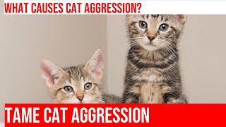 Solving Aggression in Cats: How to Handle an Aggressive Cat Around Strangers