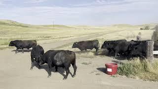 Stoney Bringing Bulls to the Corral