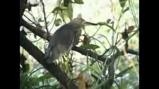 Birds of a feather: Nawabganj in UP turns migratory birds paradise in winter