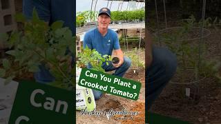 Can You Plant A Crooked Tomato?