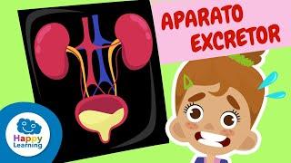 Todo sobre EL APARATO EXCRETOR | Vídeos Educativos para Niños | Happy Learning