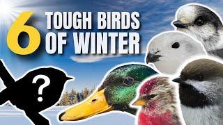 TOUGH BIRDS of WINTER | HOW do they SURVIVE it?