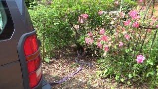 Pulling out shrubs with a Landrover Discovery