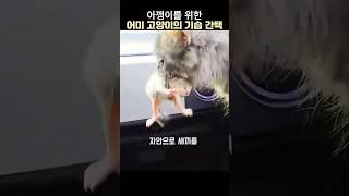 아기고양이를 위한 어미고양이의 기습적인 간택#아기고양이#길고양이#고양이 간택
