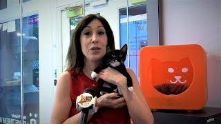 All For Animals TV #64  - Best Friends Animal Society New York City