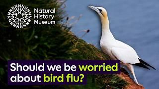 Should we be concerned about bird flu? | The impact on the UK's seabird population