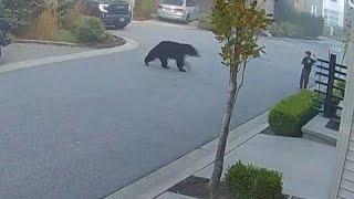 WATCH: Child has an unbearably close encounter with a black bear in B.C.