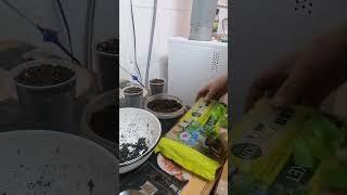 5 февраля 2024. Сажаю черенки двух классных сортов крупнолистной гортензии. #саженцы #черенки