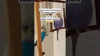 Урок для попугая #учимпопугаяговорить #птичка #попугайговорит #волнистыйпопугай #как #попугай