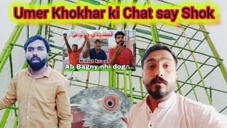 Umer khokhar ki chat say shok hoga  || Khokhar pigeons club || Khokhar pigeon club || pigeon online