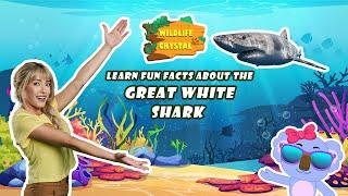 Great White Shark Facts