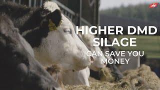 Higher DMD silage can save you money | ABP Demonstration Farm