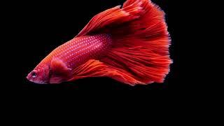 Betta fish(Siamese) fighting fish splendens  video-4k Nature(Ultra HD) | Nature's Sweet Tales