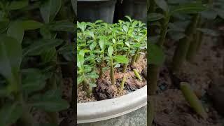 Adenium Seedling #shorts #shortvideo #gardening #youtubeshorts #youtube #viral #garden #adenium