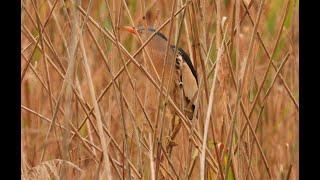 Little Bittern - Ladywalk NR - Warks - 19th June 2022