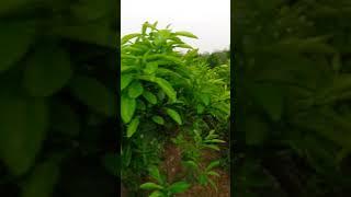 VƯỜN GIỐNG CÂY ĐẶC SẢN BƯỞI DIỄN 100.000 CÂY cây Bưởi Diễn 2 Năm Tuổi, Giống Sai Quả: 096.239.2038