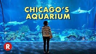 Diving Into Chicago's Shedd Aquarium // One of the World's Largest Aquariums!