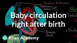 Baby circulation right after birth | Circulatory system physiology | NCLEX-RN | Khan Academy