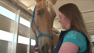 Colorado Horse Rescue develops an app to transport animals during emergencies