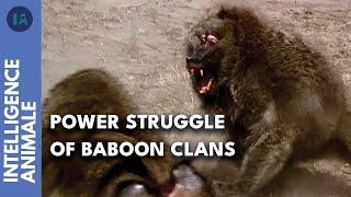 Who is the alpha male? Baboons combat for power | AI