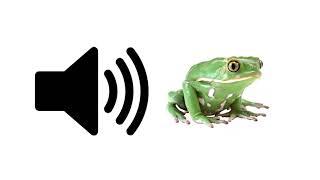 Frog (Croaking) - Sound Effect | ProSounds