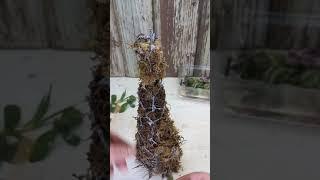 Ёлочка из сукулентов.