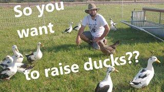 How to: Five tips for raising healthy Ancona ducks
