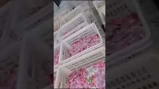 Konjac Jelly production process video