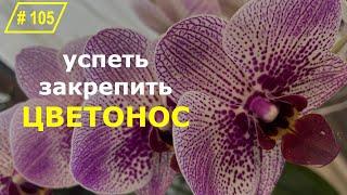 # 105 Как практично и красиво  cформировать цветонос орхидеи #УходЗаОрхидеями #ЦветоносОрхидеи