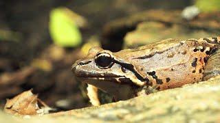 The Mountain Chicken Frog (Leptodactylus fallax): Saving a Traditional Dish