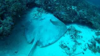 Massive sting rays in Zanzibar HD Maxwel Hohn