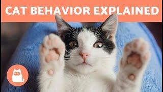 Cat Behavior Explained - KITTENS and ADULT CATS