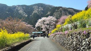 [ Driving Japan ] Introducing the beautiful countryside of Tokyo. Not all of Tokyo is urban.