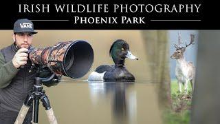 Irish Wildlife Photography - Phoenix Park (Sigma 150-600mm & Nikon Z6 ii)