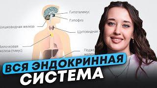 ВСЯ эндокринная система для ОГЭ по биологии / ТЕОРИЯ для ОГЭ по биологии на 5