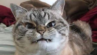  Funniest Cats and Dogs Videos  ||  Hilarious Animal Compilation №401